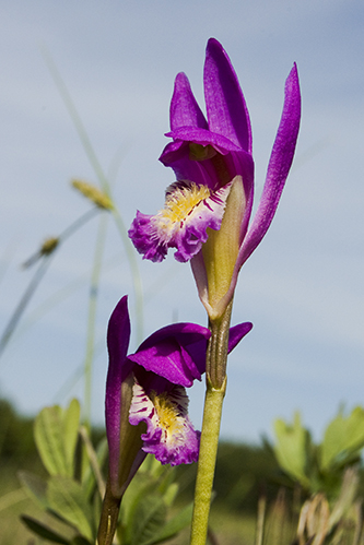 the slender purple petals of blue iris